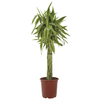 Planta Ornamental Sanderiana Tornillo 18”