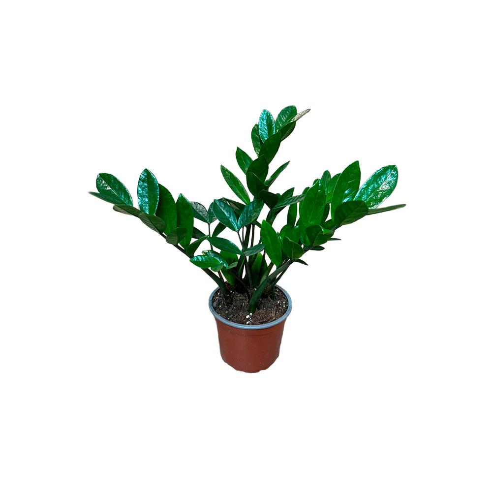 Zamia 15 centimetros