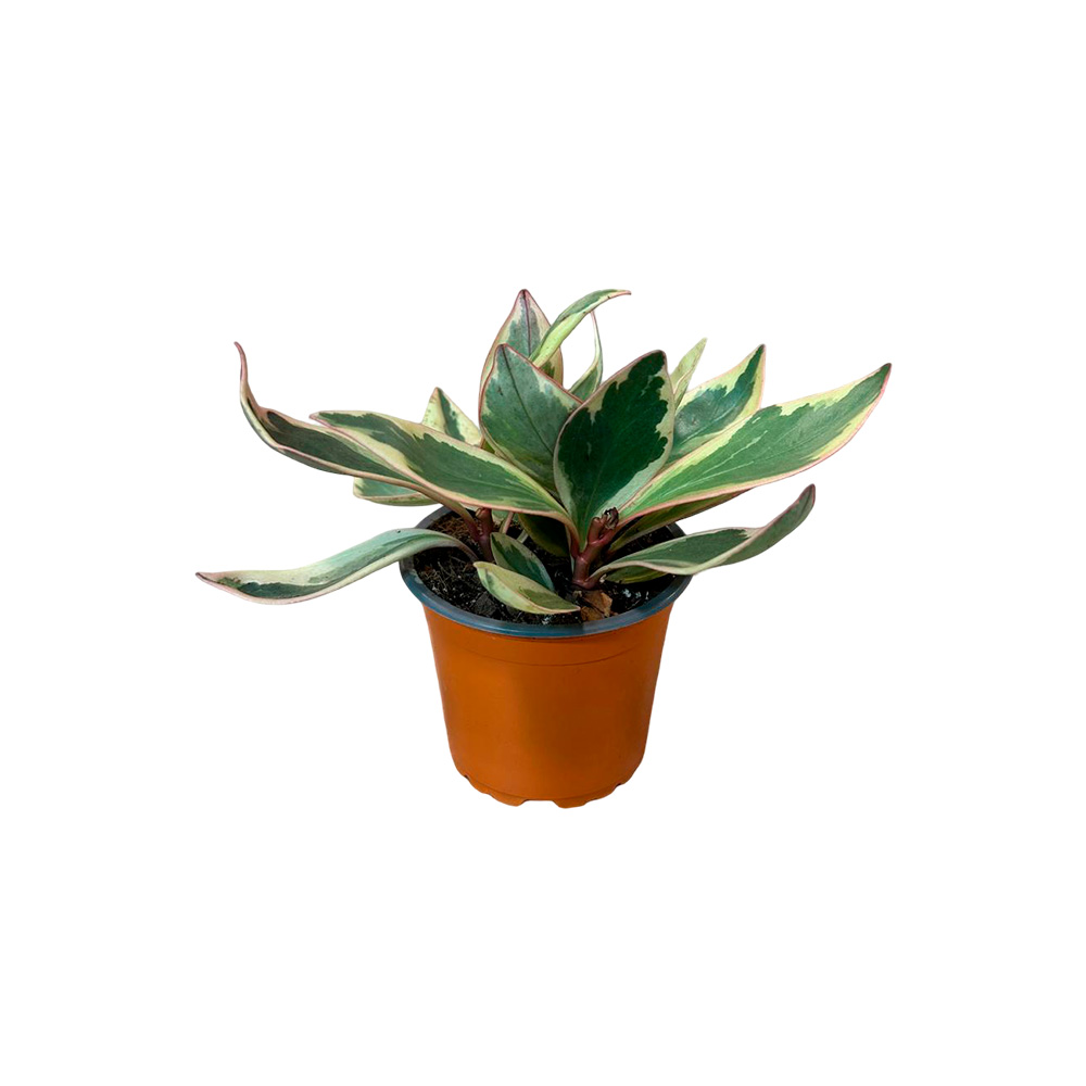Peperomia ginny 15cm