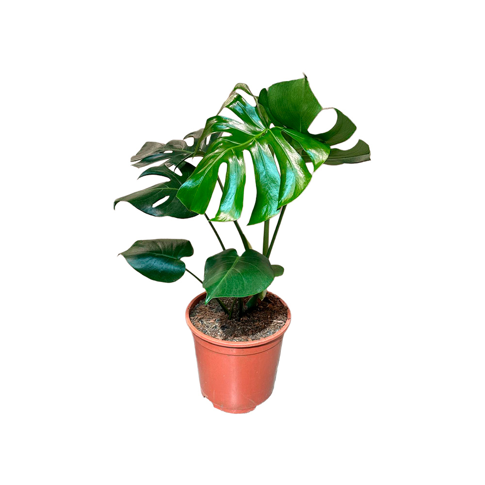 Monstera deliciosa 28 centimetros