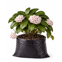 Planta Ornamental Olla